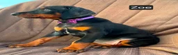 Doberman Pinscher dogs for sale: Zoe - Ad 4