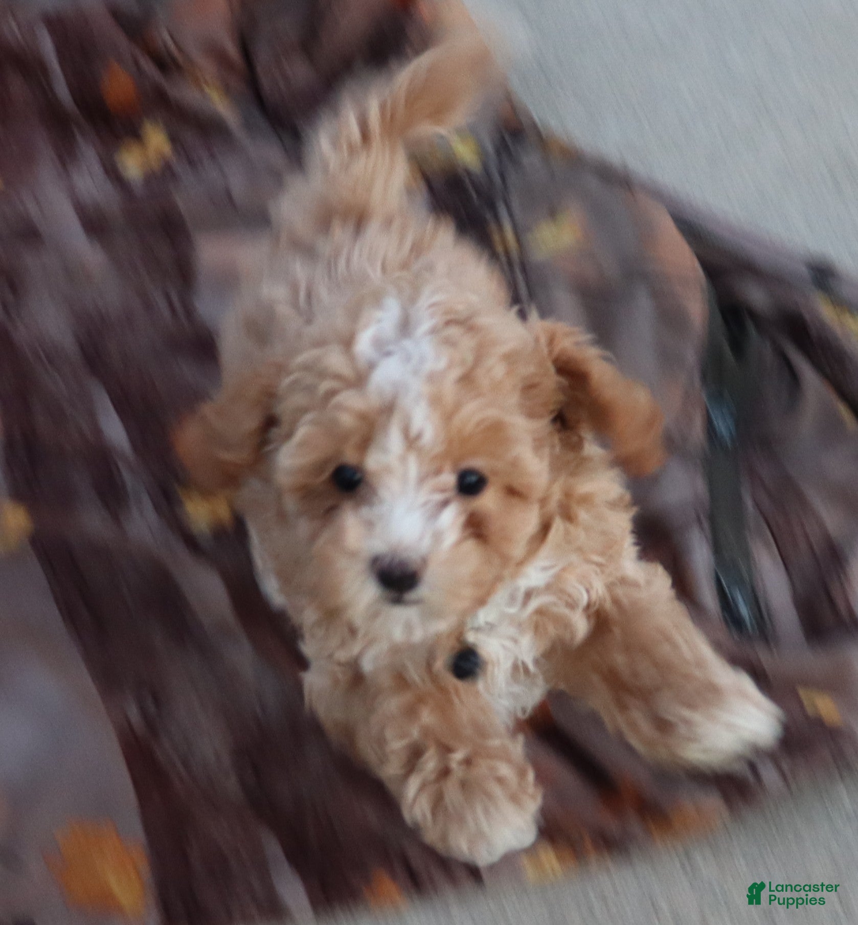 Havapoo dogs for sale: Zoey 🌷 Toy / Minature - Ad 2