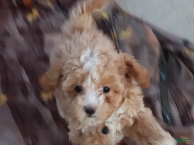 Havapoo dogs for sale: Zoey 🌷 Toy / Minature - Ad 2