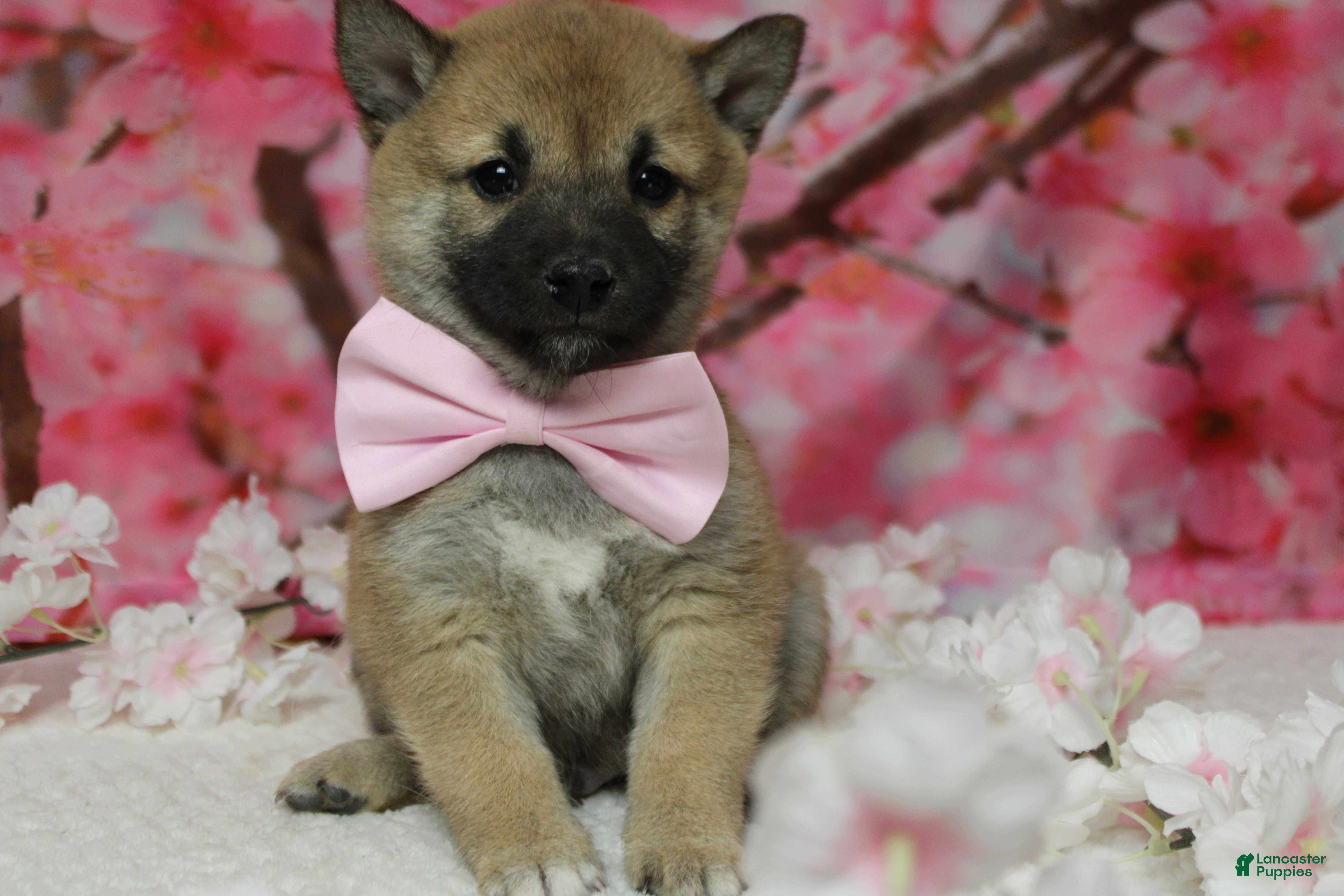 Shiba Inu dogs Ringo  - Ad 9