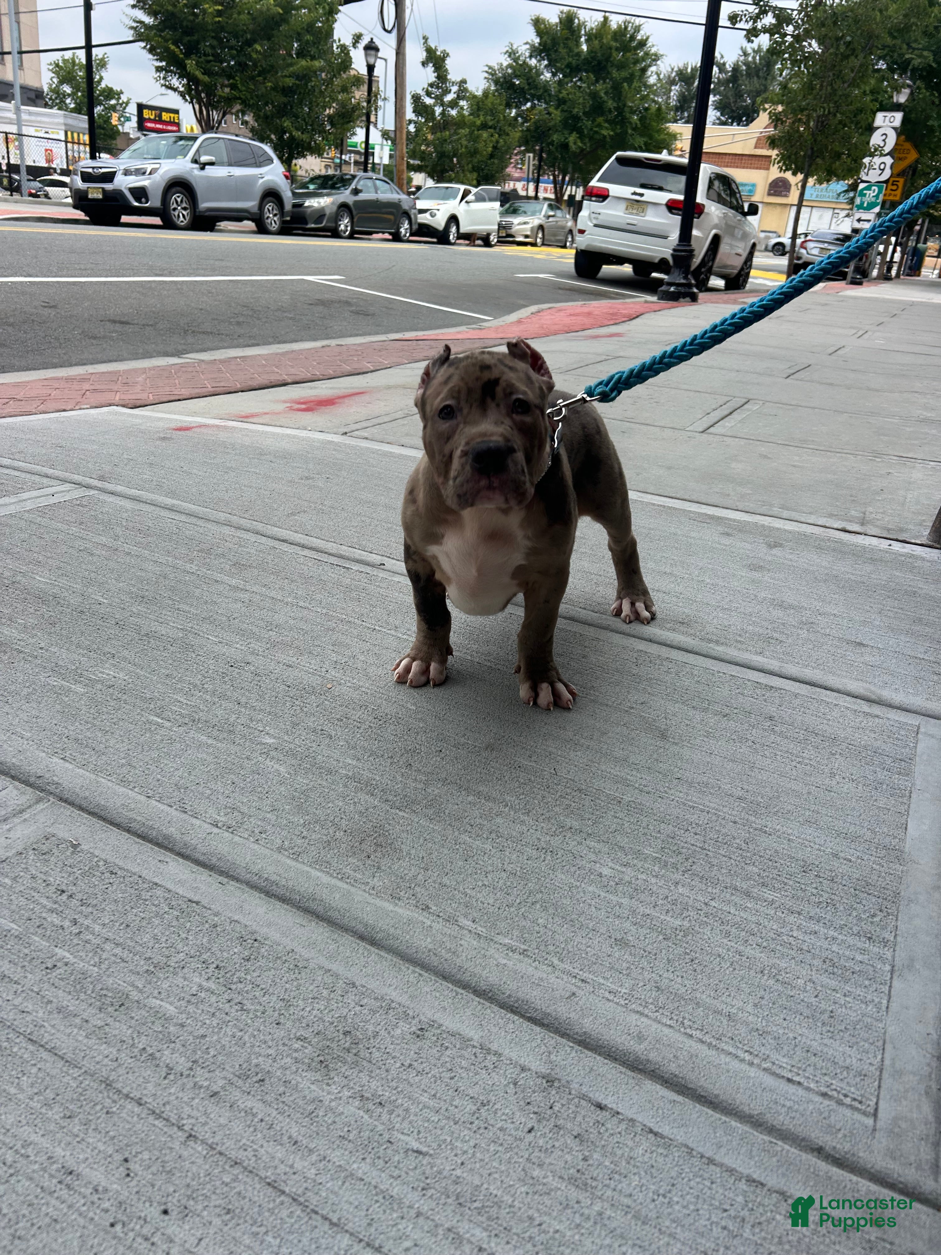 American Bully dogs American Bully Puppy 3 - Ad 1