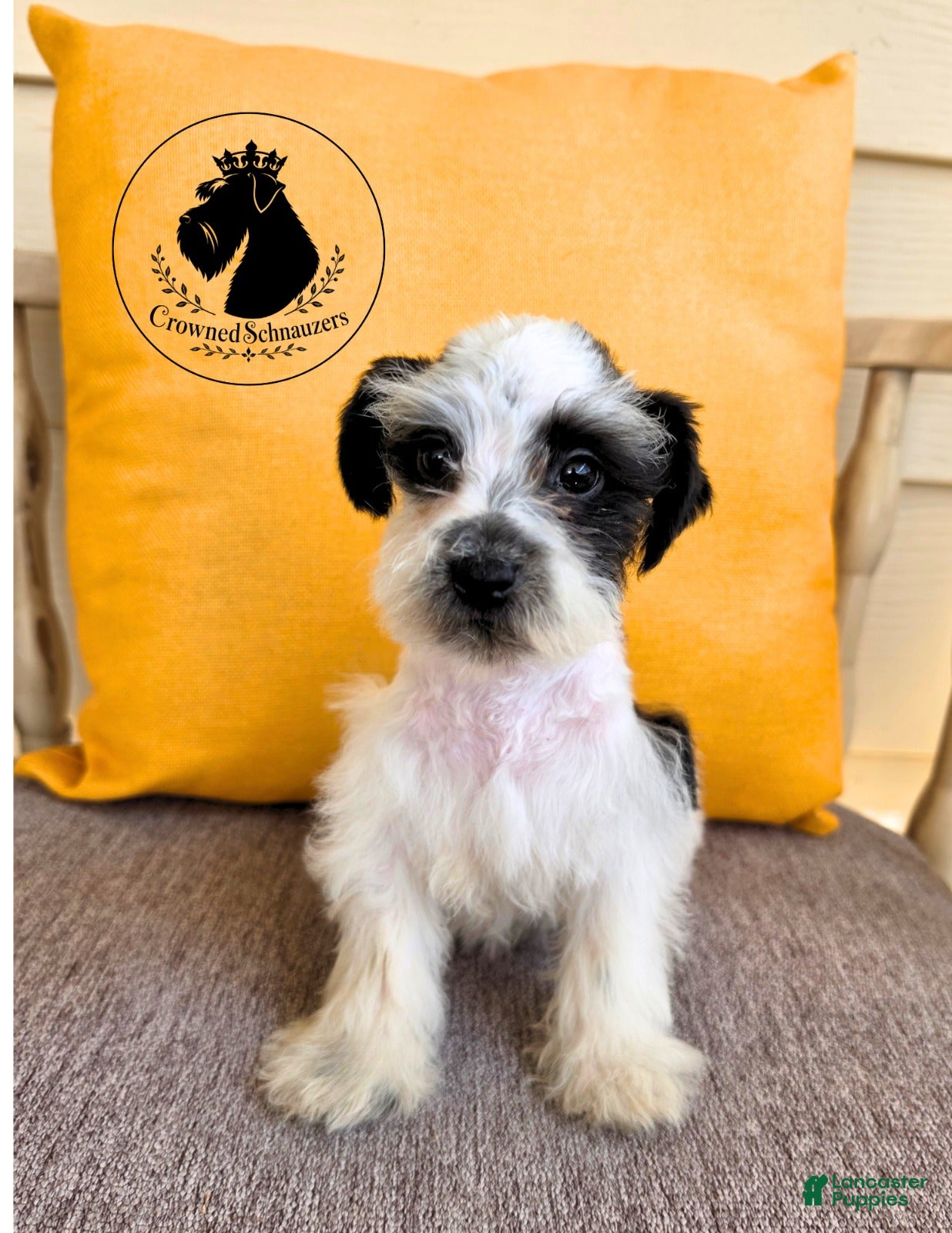 Miniature Schnauzer dogs Grace black parti  - Ad 1
