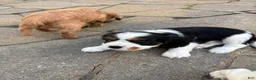 Cavalier King Charles Spaniel dogs for sale: Cavalier King Charles Spaniel Puppy 3 - Ad 5