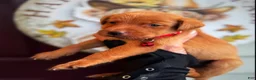 Labrador Retriever dogs for sale: Labrador Retriever 1 - Ad 9