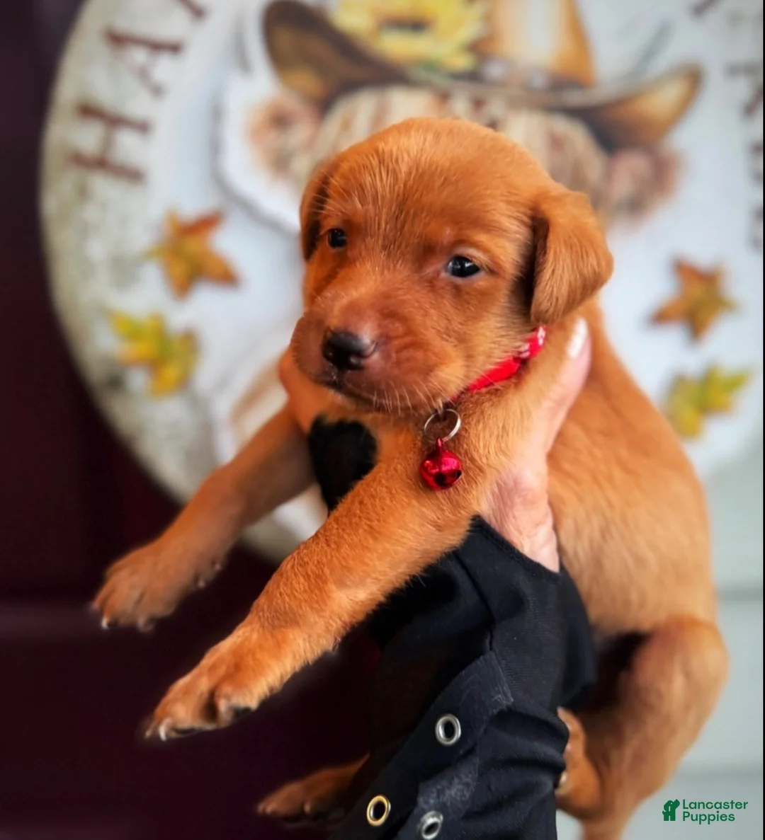 Labrador Retriever dogs for sale: Labrador Retriever 1 - Ad 9
