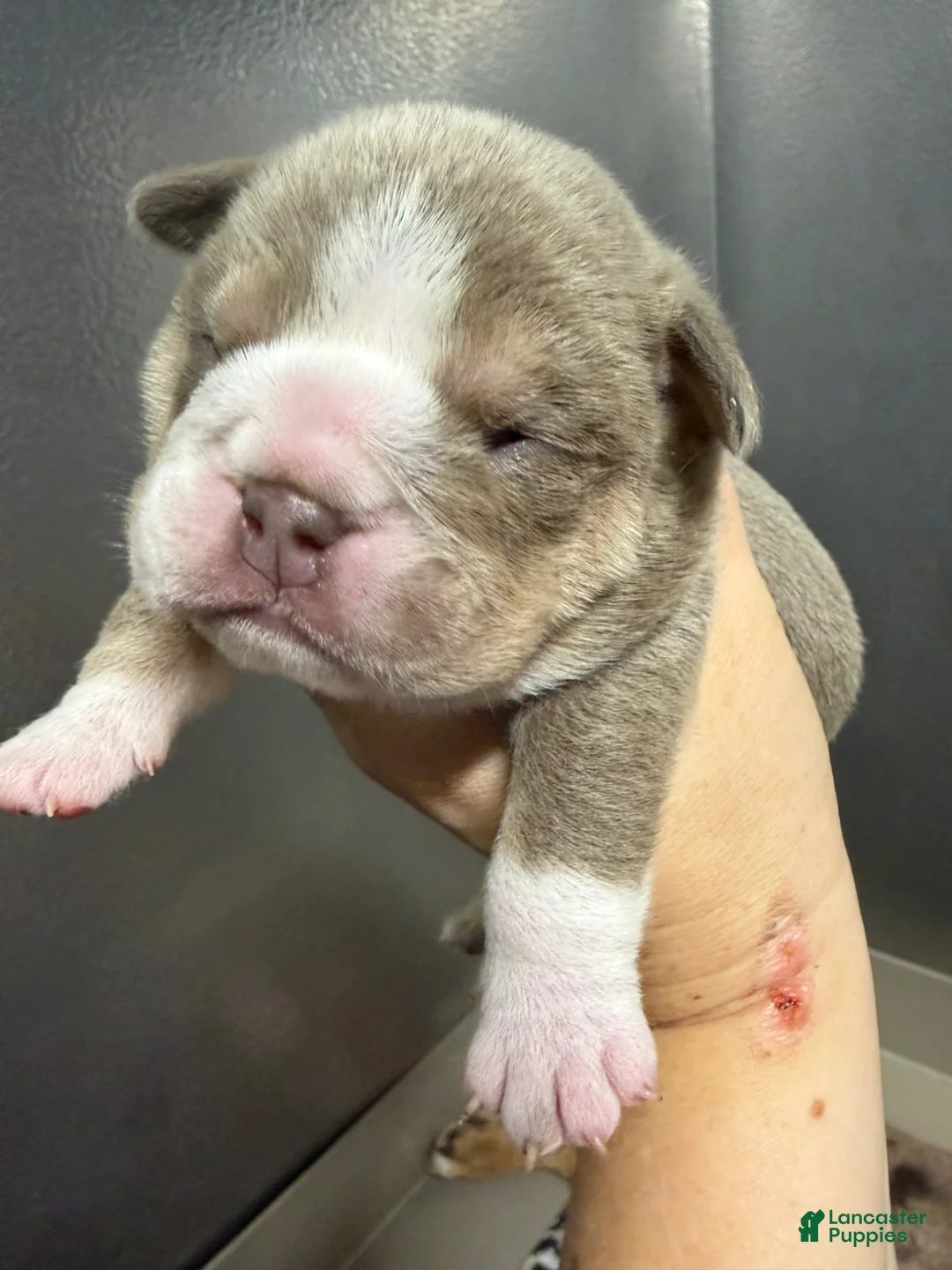 English Bulldog dogs for sale: Socks - Ad 1