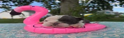 Olde English Bulldogge dogs for sale: Skye - Ad 3