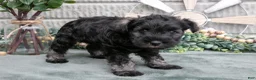 Miniature Schnauzer dogs for sale: Chase - Ad 3