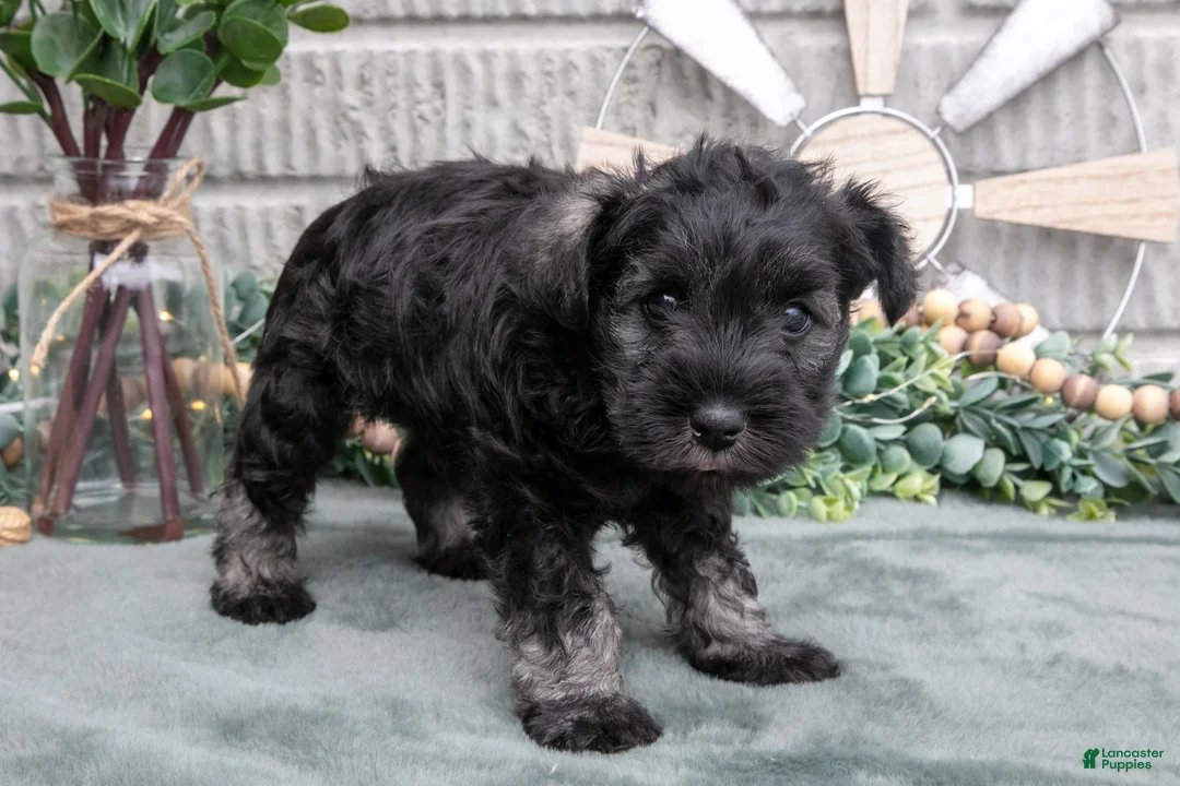 Miniature Schnauzer dogs for sale: Chase - Ad 3