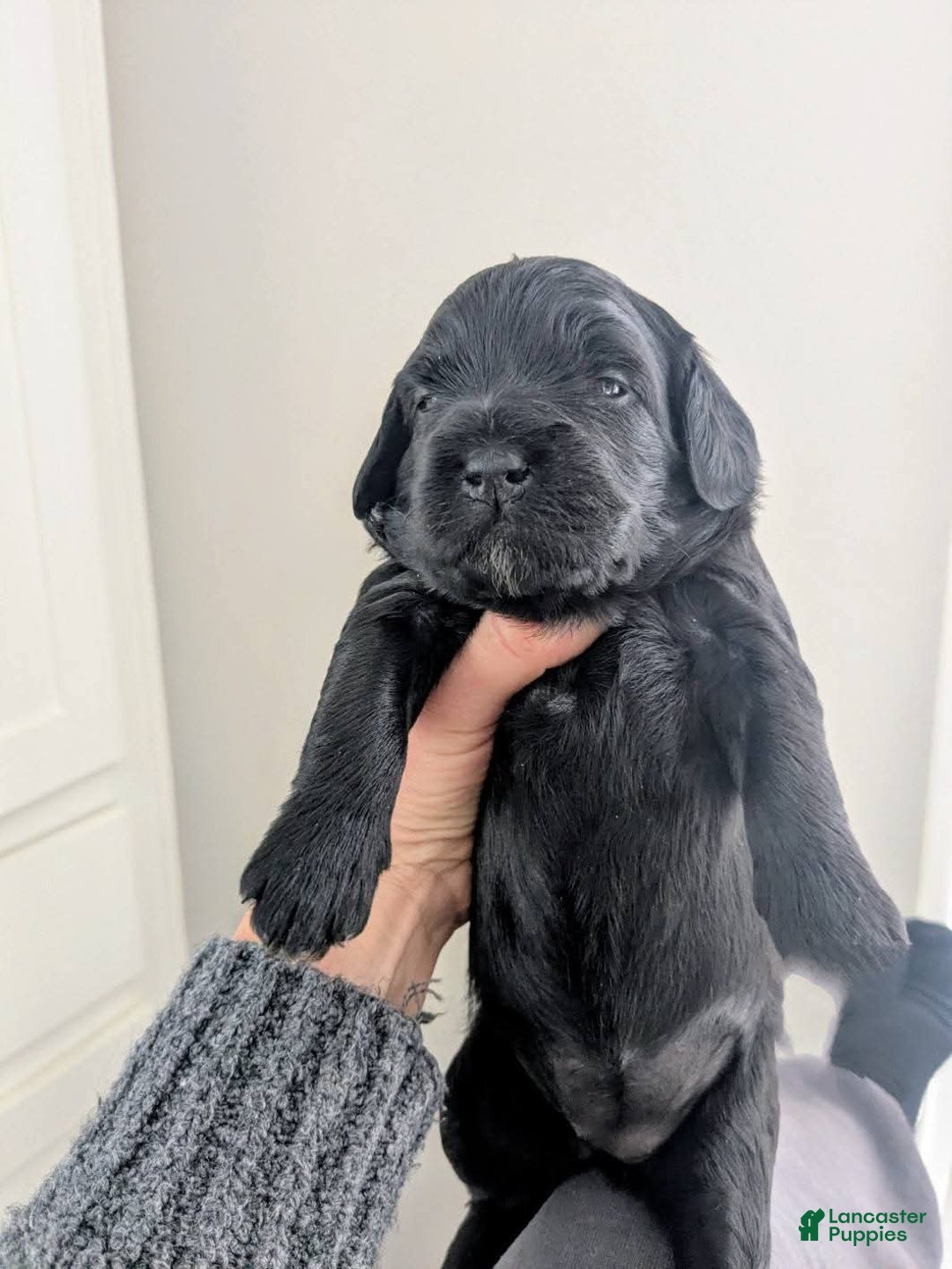 Mixed Breed dogs for sale: Golden Mountain Doodle Puppy 3 - Ad 1