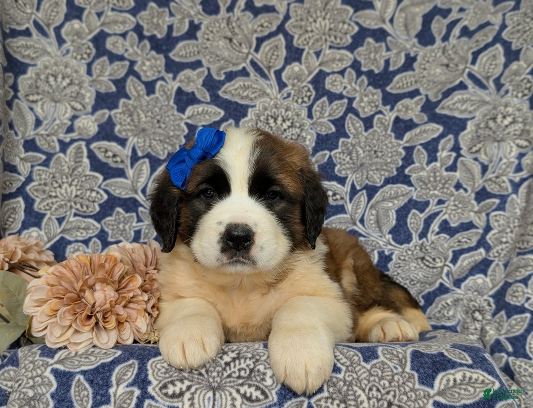 Saint Bernard dogs for sale: Midge - Ad 6