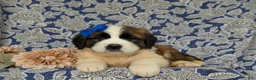 Saint Bernard dogs for sale: Midge - Ad 6