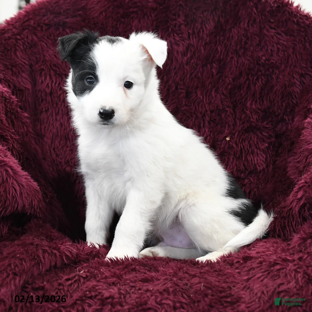 Border Collie dogs for sale: Spot - Ad 3