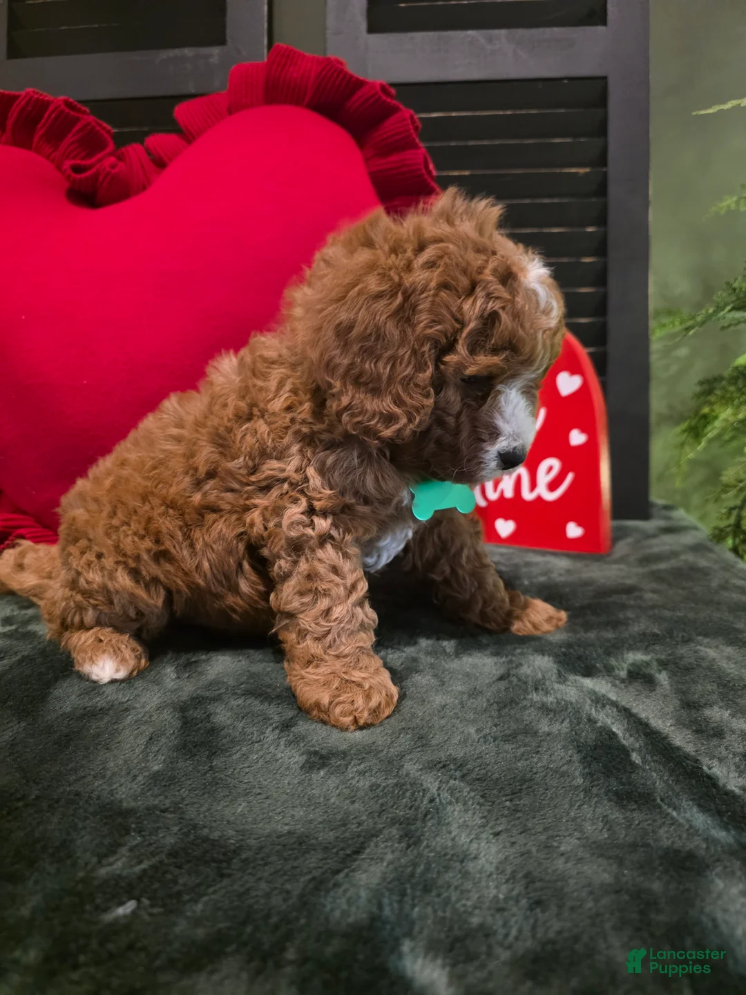 Mini Bernedoodle dogs for sale: Colton  - Ad 11