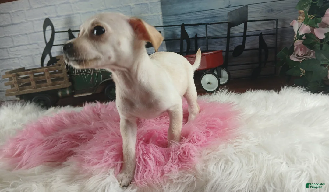 Chihuahua dogs for sale: White girl chi 2. Hand delivery  - Ad 2