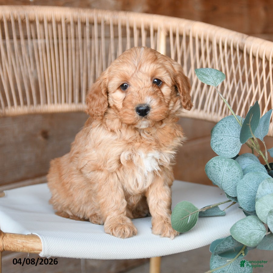 Mini Bernedoodle dogs Minnie - Ad 2