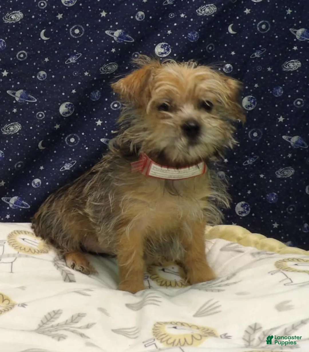 Morkie dogs for sale: Abby  - Ad 2