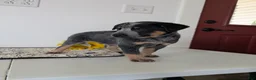 Australian Cattle Dog dogs for sale: Ranger  - Ad 4