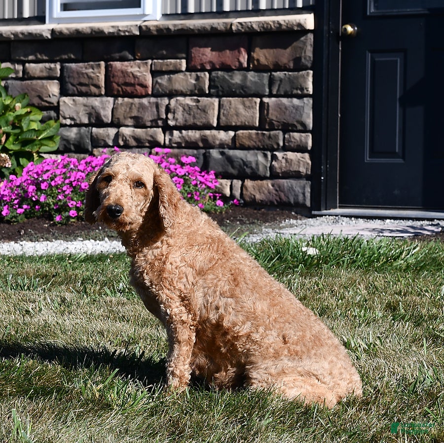 Mini Goldendoodle dogs for sale: Mo - Ad 6