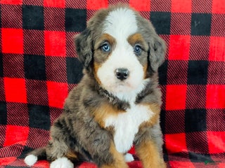 Bernedoodle dogs Parker - Ad 19