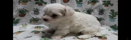 Maltipoo dogs for sale: Fern - Ad 3