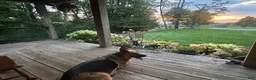 German Shepherd dogs for sale: Navy - Ad 16