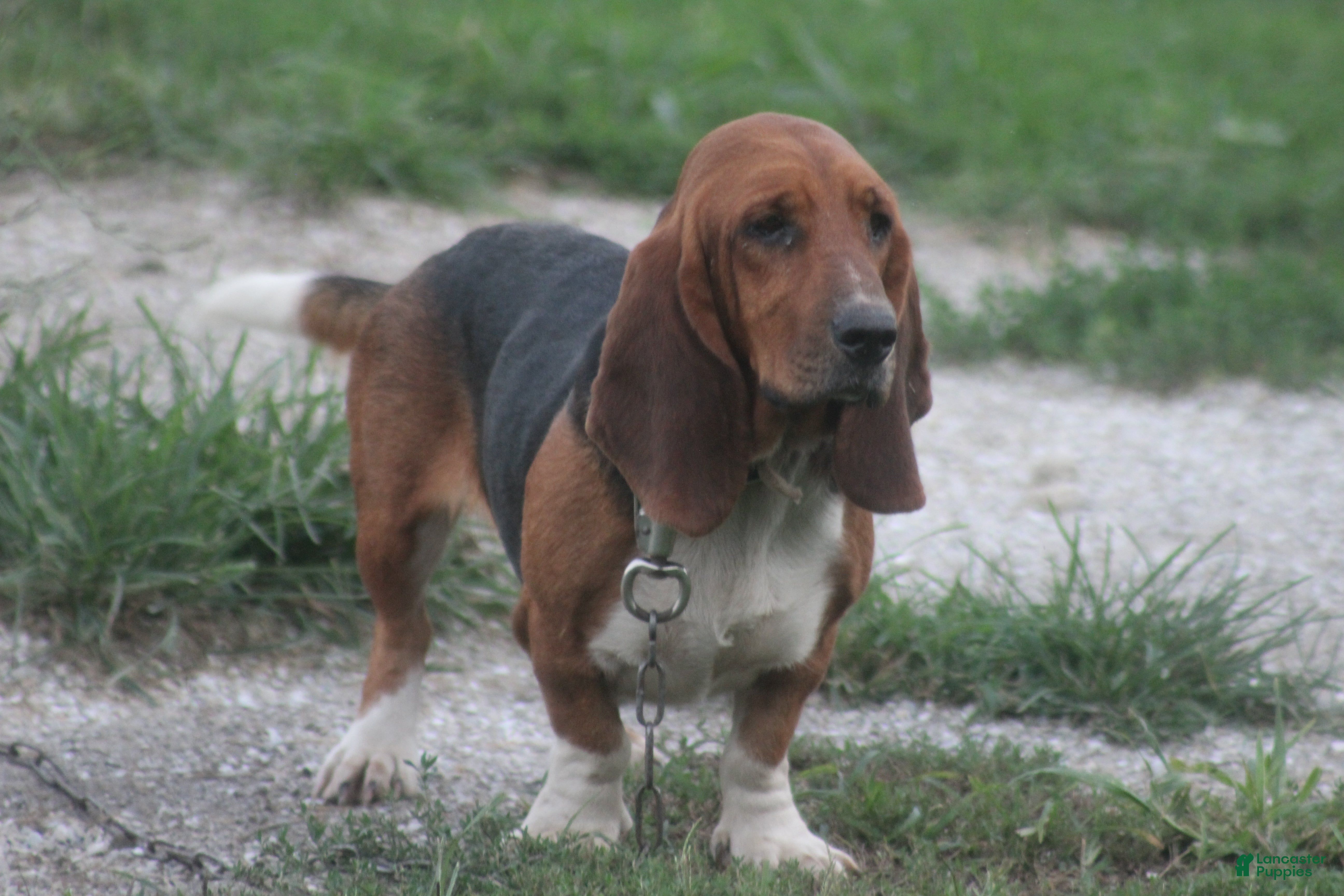 Hound Dog Breeds Greyhound Basset Hound Mix Basset Hound Puppies