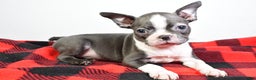 Boston Terrier dogs for sale: Beau - Ad 8