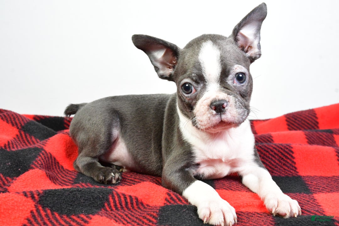 Boston Terrier dogs for sale: Beau - Ad 8