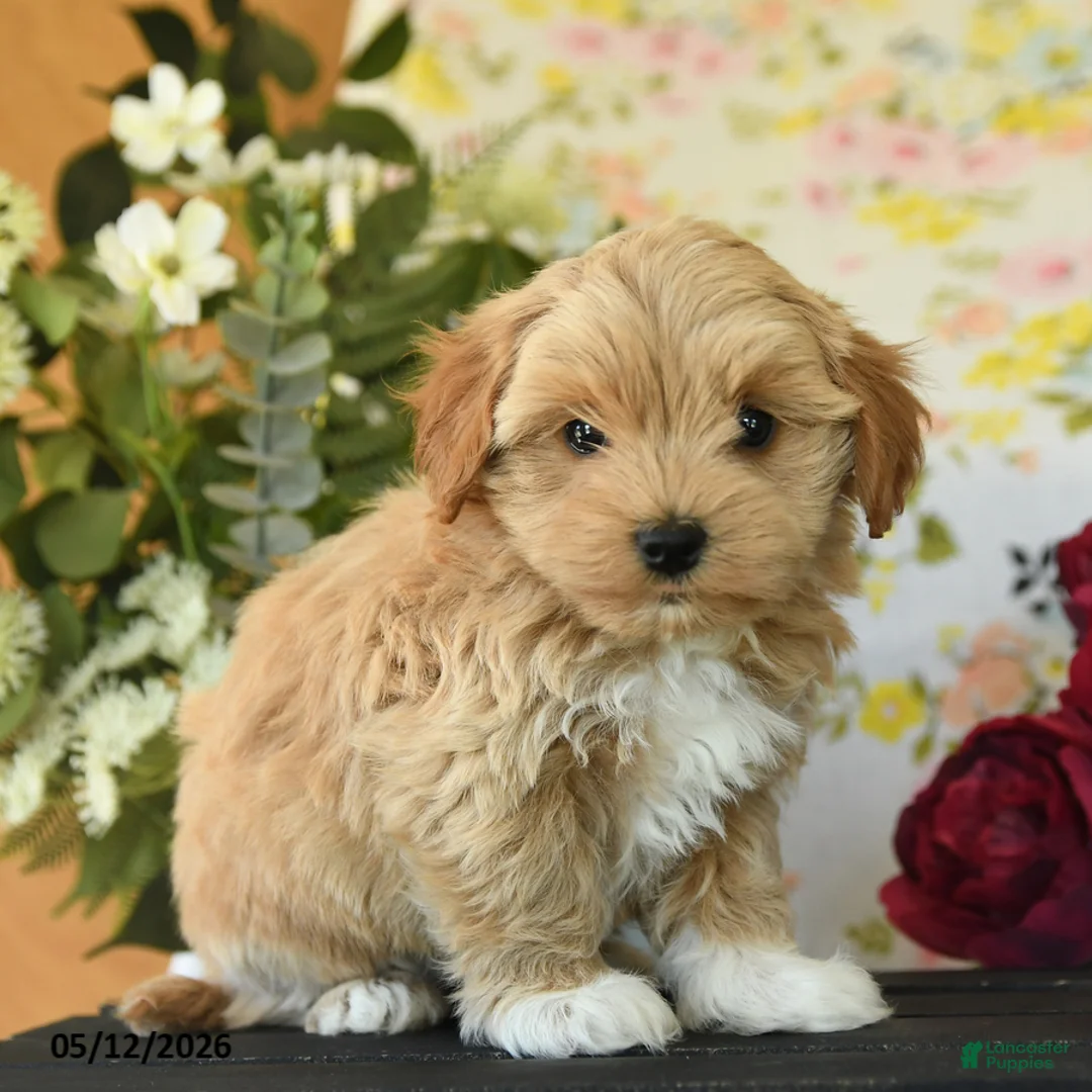 Maltipoo dogs for sale: Skylar - Ad 1