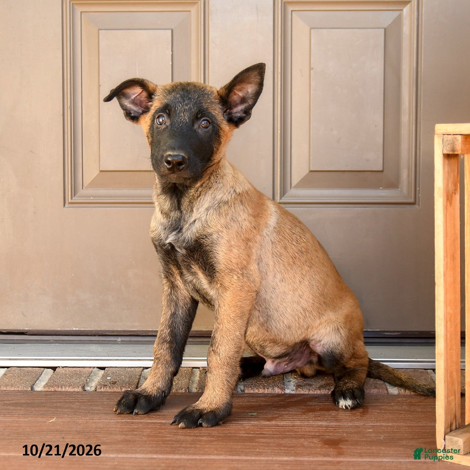 Belgian Malinois dogs for sale: Apollo  - Ad 1