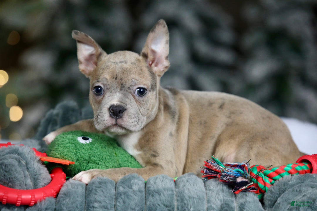 Frenchton dogs for sale: Bean - Ad 4