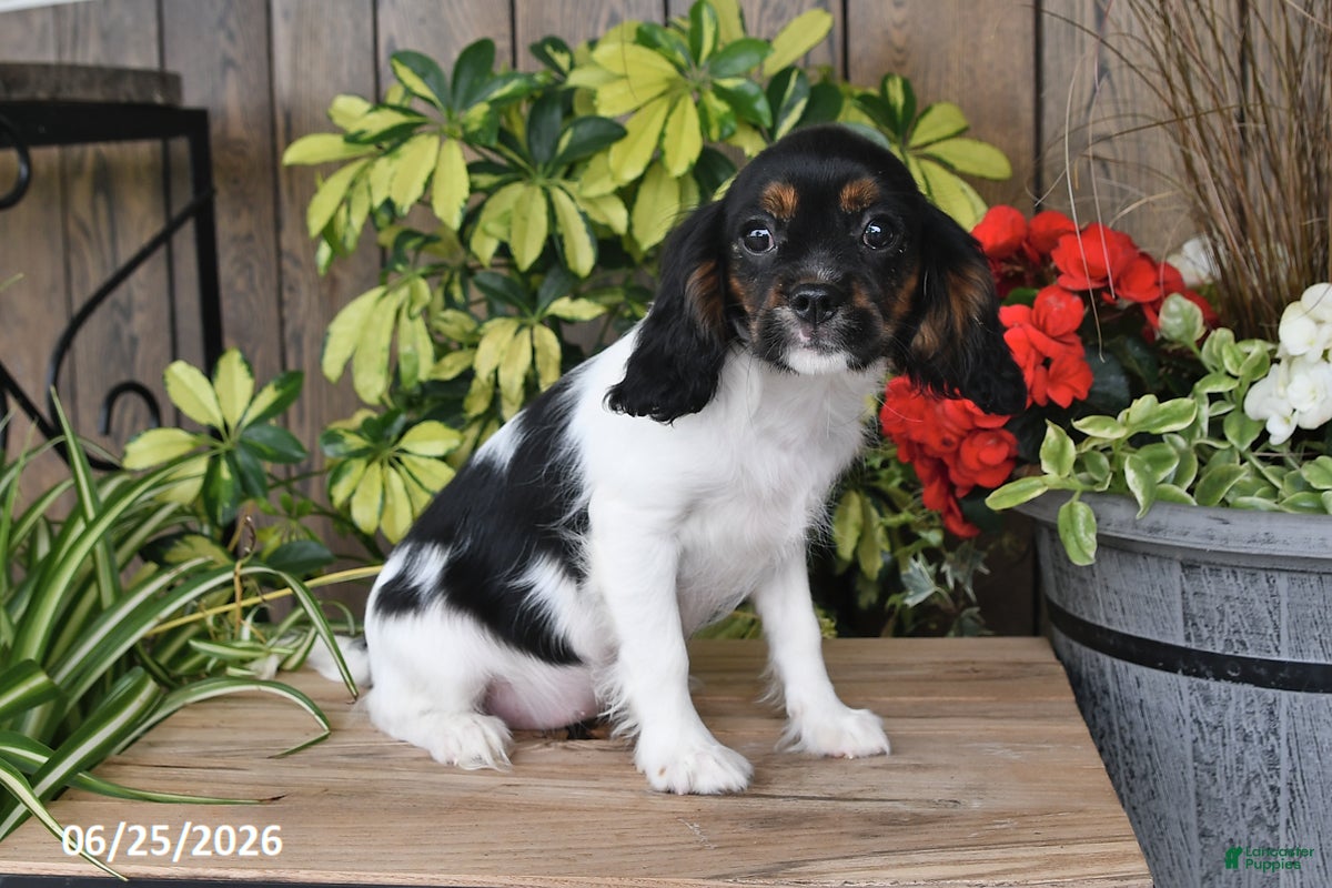 Cavalier King Charles Spaniel dogs Carla - Ad 1