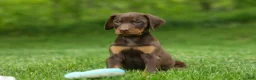 Doberman Pinscher dogs for sale:  Delilah (Red Rust)🐶 - Ad 8