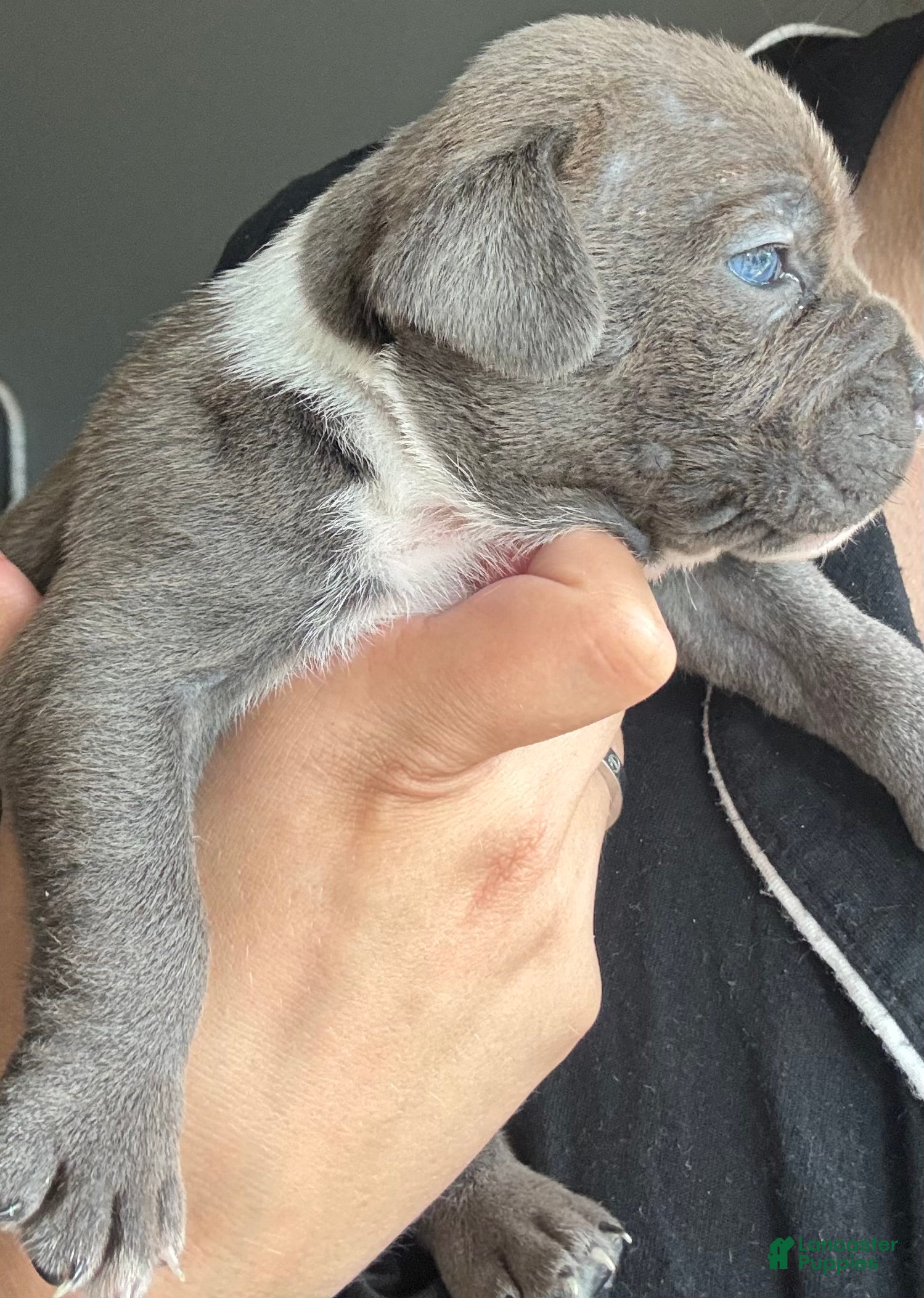 American Bully dogs American Bully 7 - Ad 34