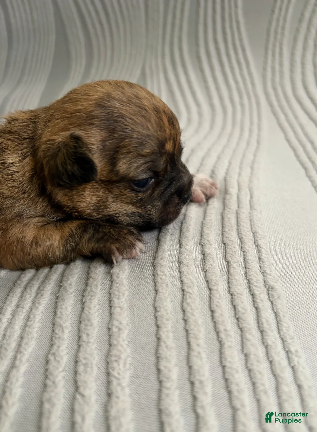Chihuahua dogs for sale: Chihuahua 1 - Ad 1