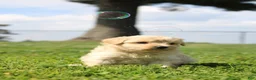 Yorkiepoo dogs for sale: Bruno - Ad 4