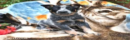 Australian Cattle Dog dogs for sale: Hazel - Ad 3