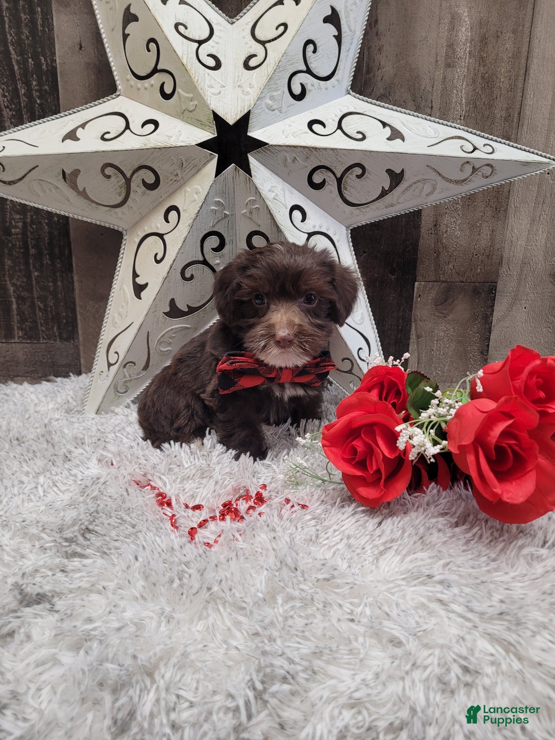 Mixed Breed dogs for sale: Brownie - Ad 5