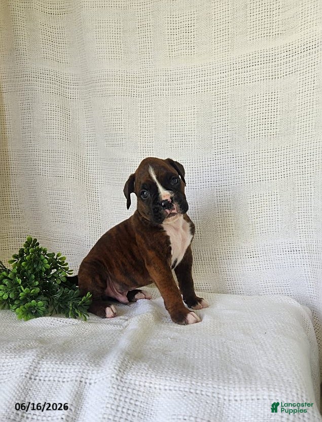 Boxer dogs Chuck - Ad 1