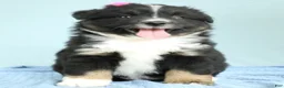 Miniature Australian Shepherd dogs for sale: Willow 🪻 - Ad 5