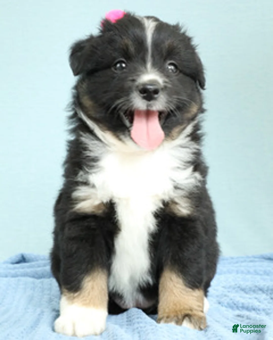 Miniature Australian Shepherd dogs for sale: Willow 🪻 - Ad 5