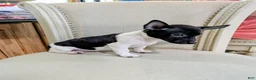 Teddy Roosevelt Terrier dogs for sale: VENUS  - Ad 3