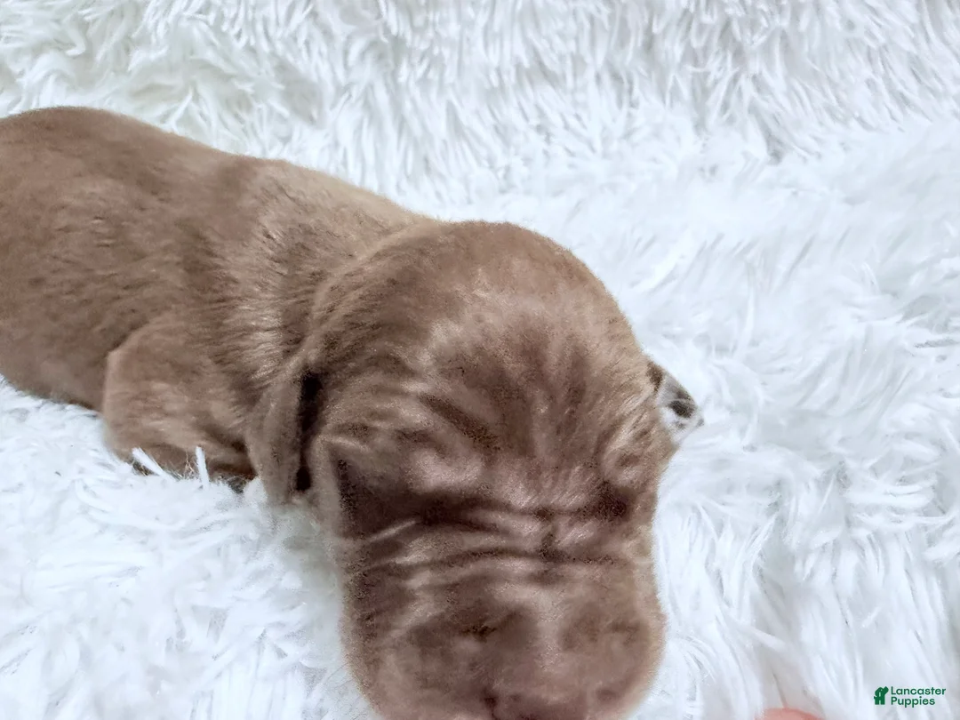 Great Dane dogs for sale: Espresso - Ad 2