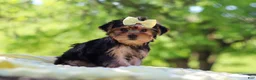 Yorkshire Terrier dogs for sale: Miley - Ad 6