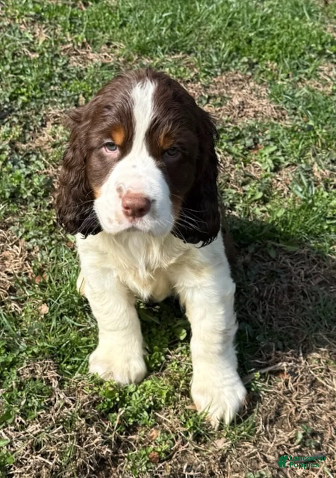 English Springer Spaniel dogs for sale: Max - Ad 12