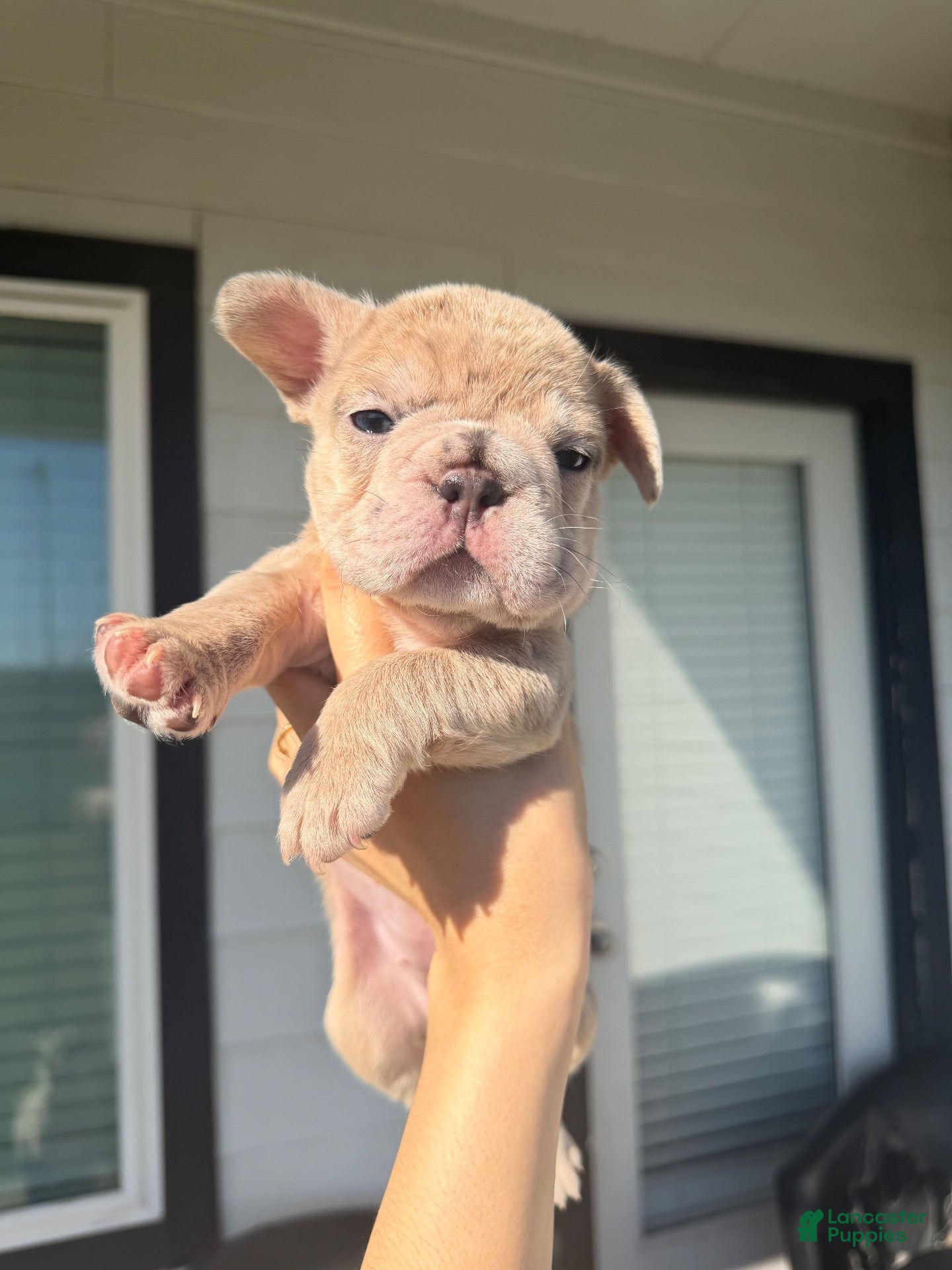 French Bulldog dogs for sale: Lala  - Ad 14