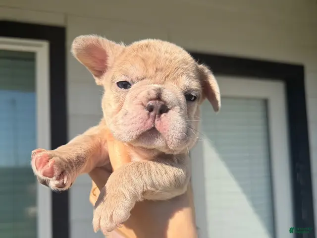 French Bulldog dogs for sale: Lala - Ad 14