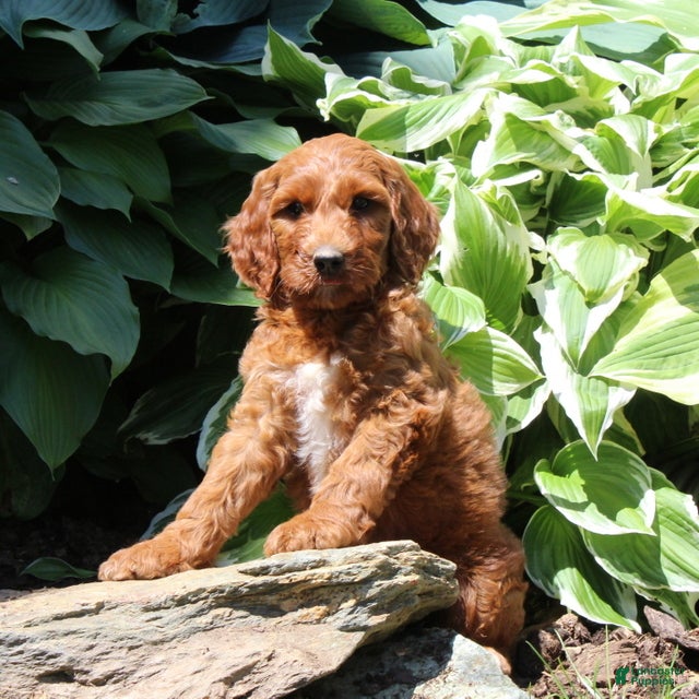 Irish Doodle dogs Ryan - Ad 2