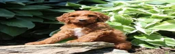 Irish Doodle dogs for sale: Ryan - Ad 2